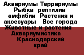 Аквариумы.Террариумы.Рыбки, рептилии, амфибии. Растения и аксесуары - Все города Животные и растения » Аквариумистика   . Краснодарский край